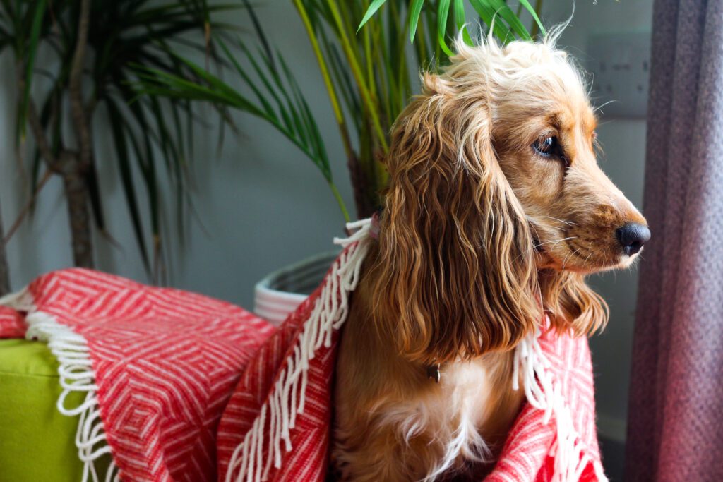 A small, fluffy dog wrapped up in a beautiful, orange blanket. The dog looks very cosy. 