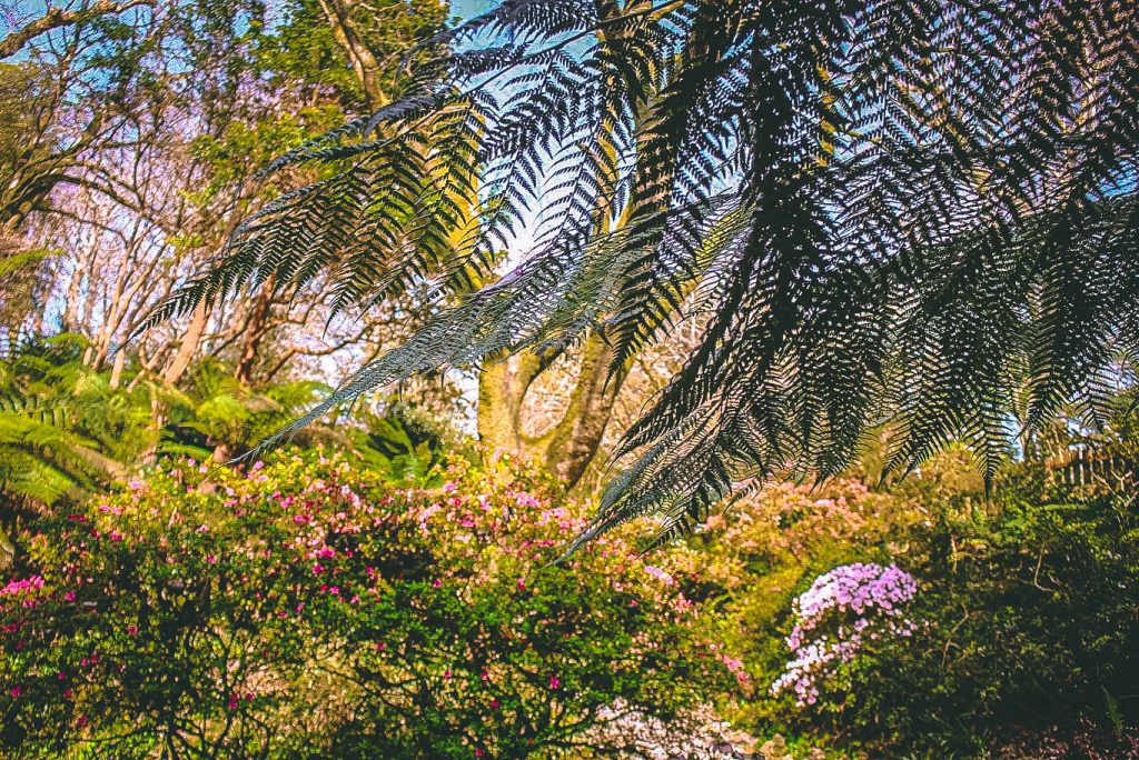 A photo of lots of brightly coloured plants within a garden. 