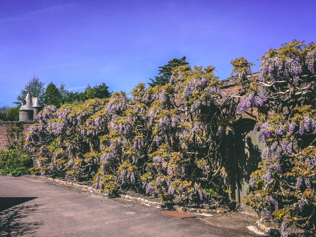 A photo of a wall of purple wisteria in a beautiful garden. 