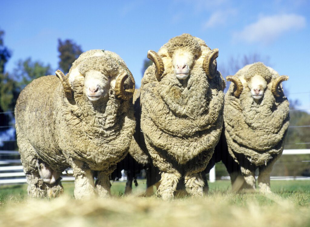 stud merino rams on Australian farm.