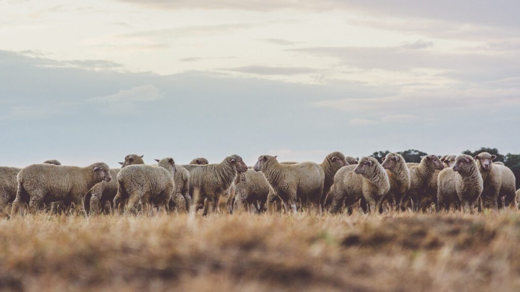 A flock of merino sheep